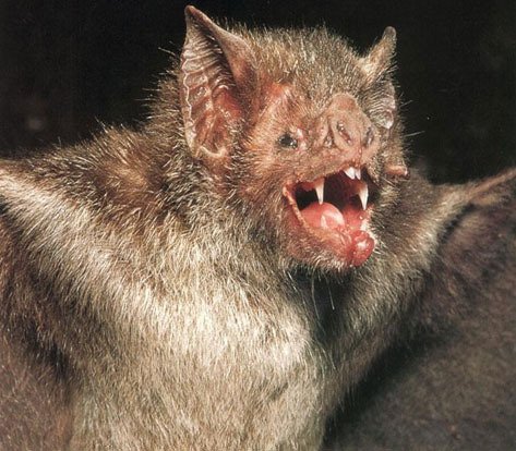 vampire bat